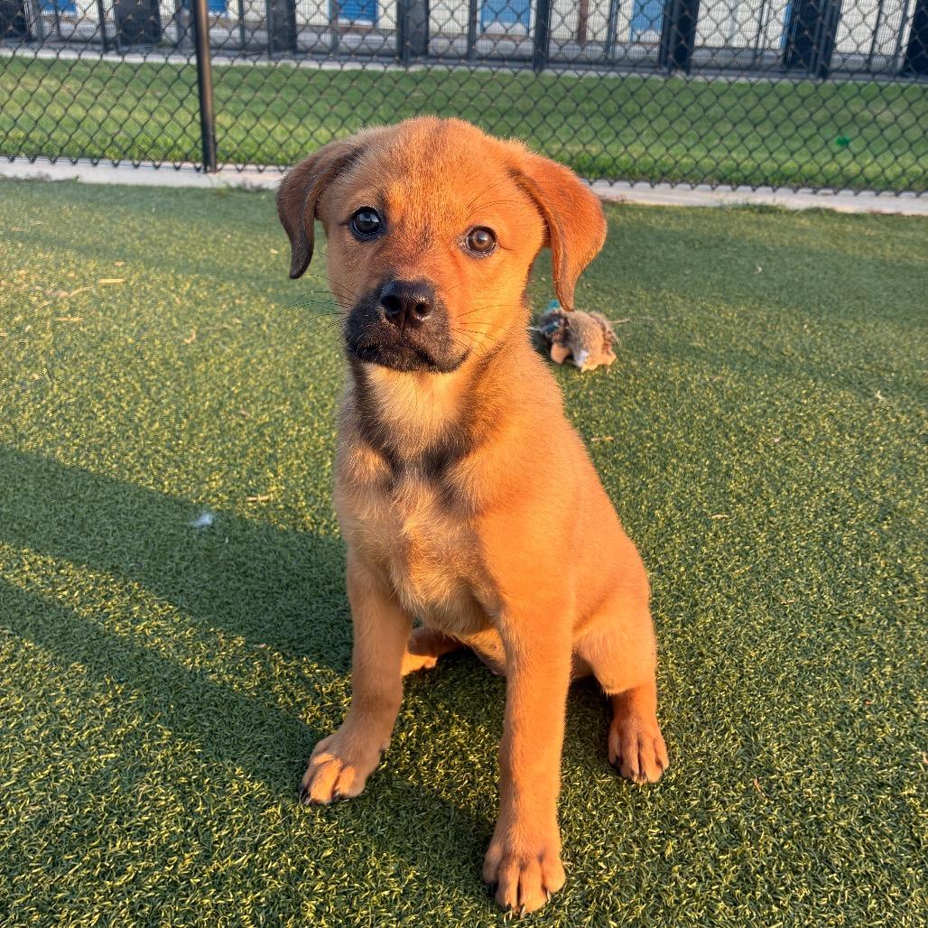 Kingcake, a Adoptable mixed breed in Bryan, TX image 6/6