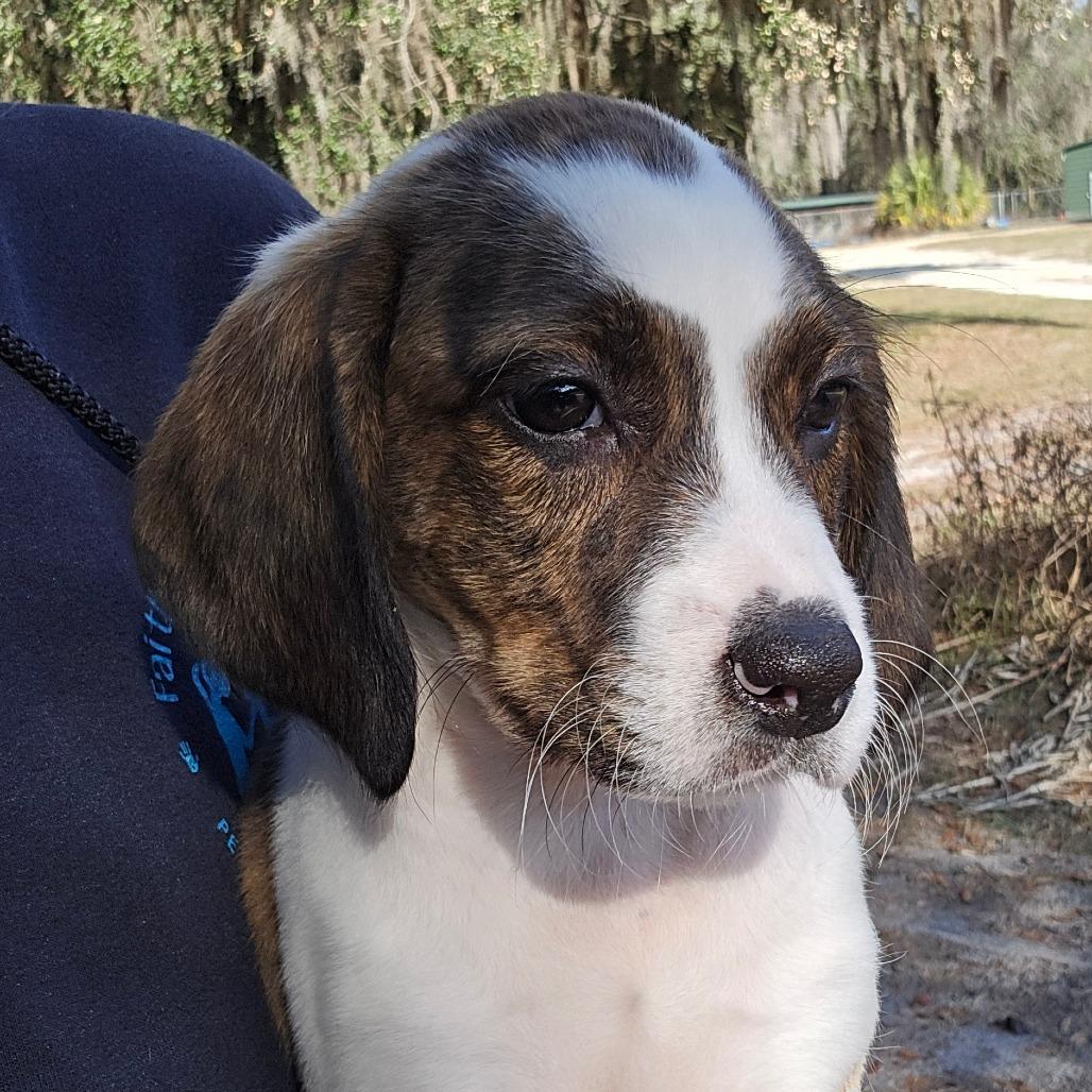 Jacqueline, Adoptable, Puppy Female Mixed Breed.