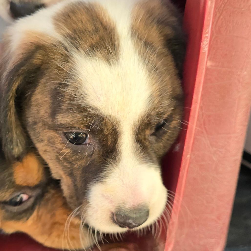 Enlarge Jacqueline, a Adoptable Mixed Breed in Williston, FL image 2/3