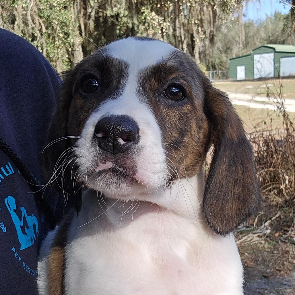 Enlarge Jacqueline, a Adoptable Mixed Breed in Williston, FL image 3/3