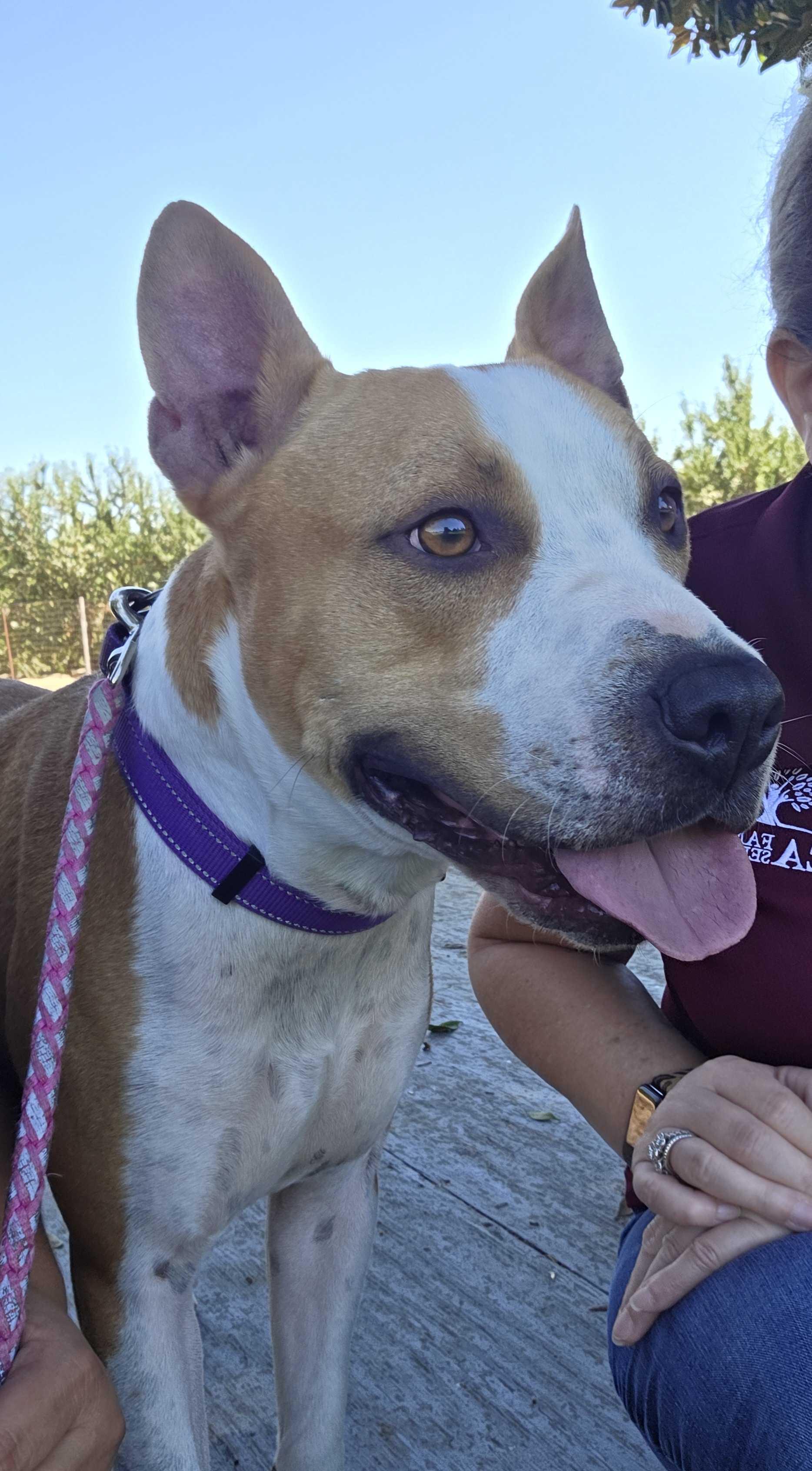 Wrigley, Adoptable, Adult Male American Staffordshire Terrier.