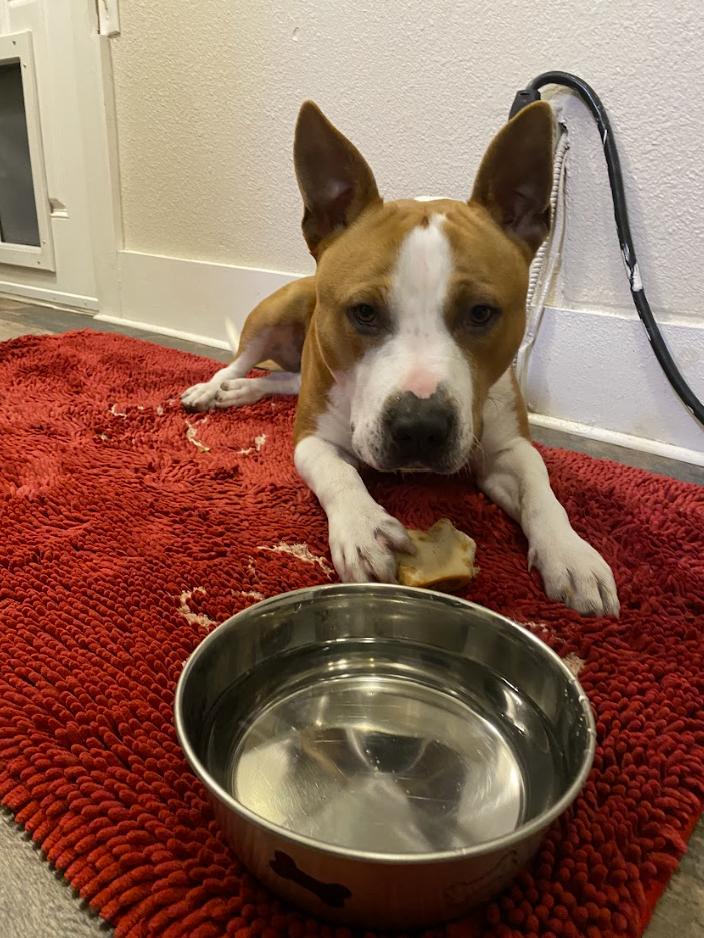 Enlarge Wrigley, a Adoptable mixed breed in Tracy, CA image 2/6