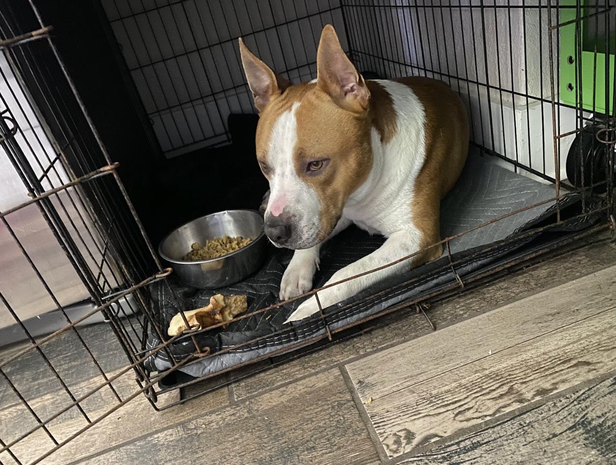 Enlarge Wrigley, a Adoptable mixed breed in Tracy, CA image 3/6