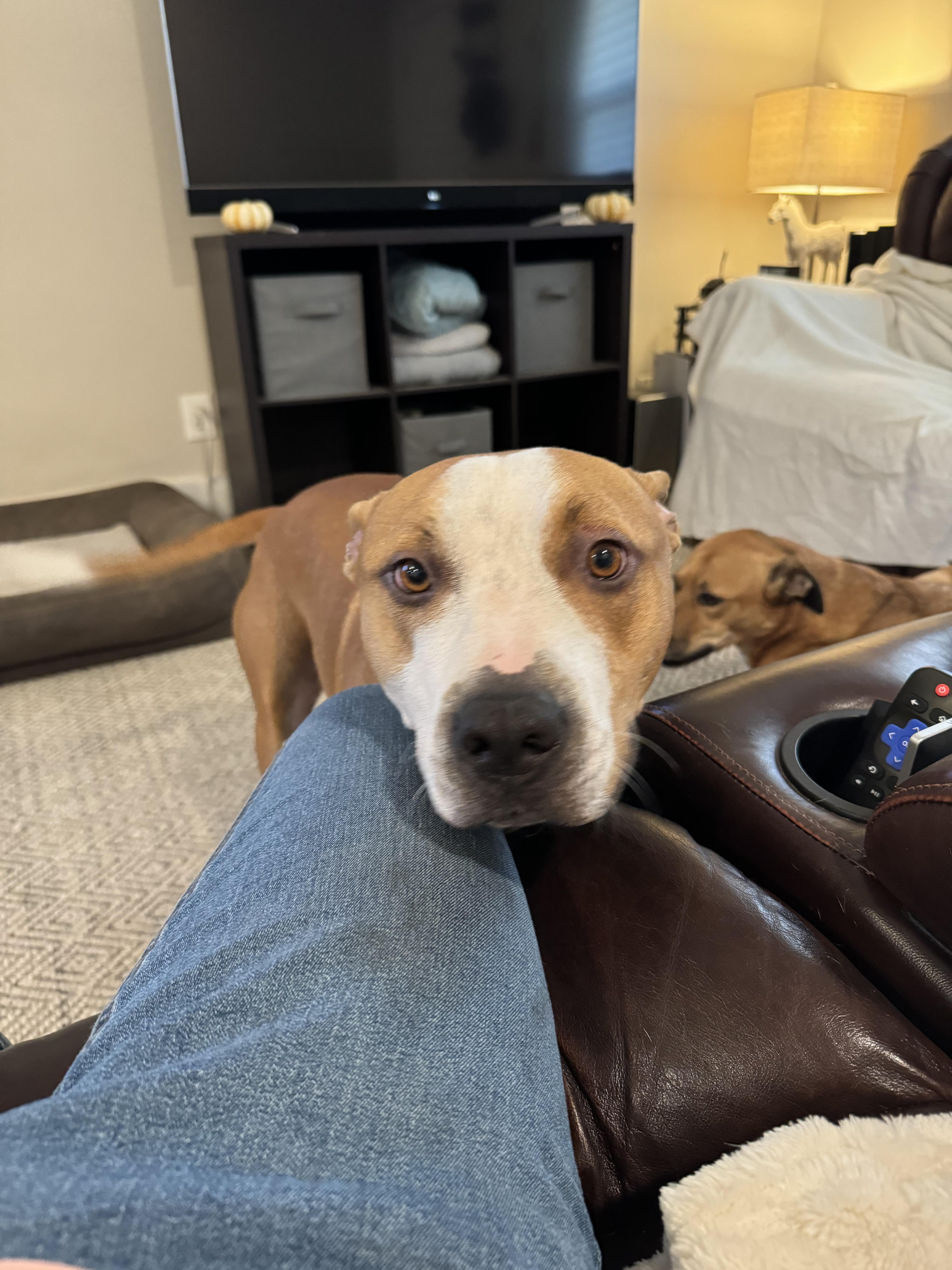 Enlarge Wrigley, a Adoptable mixed breed in Tracy, CA image 4/6