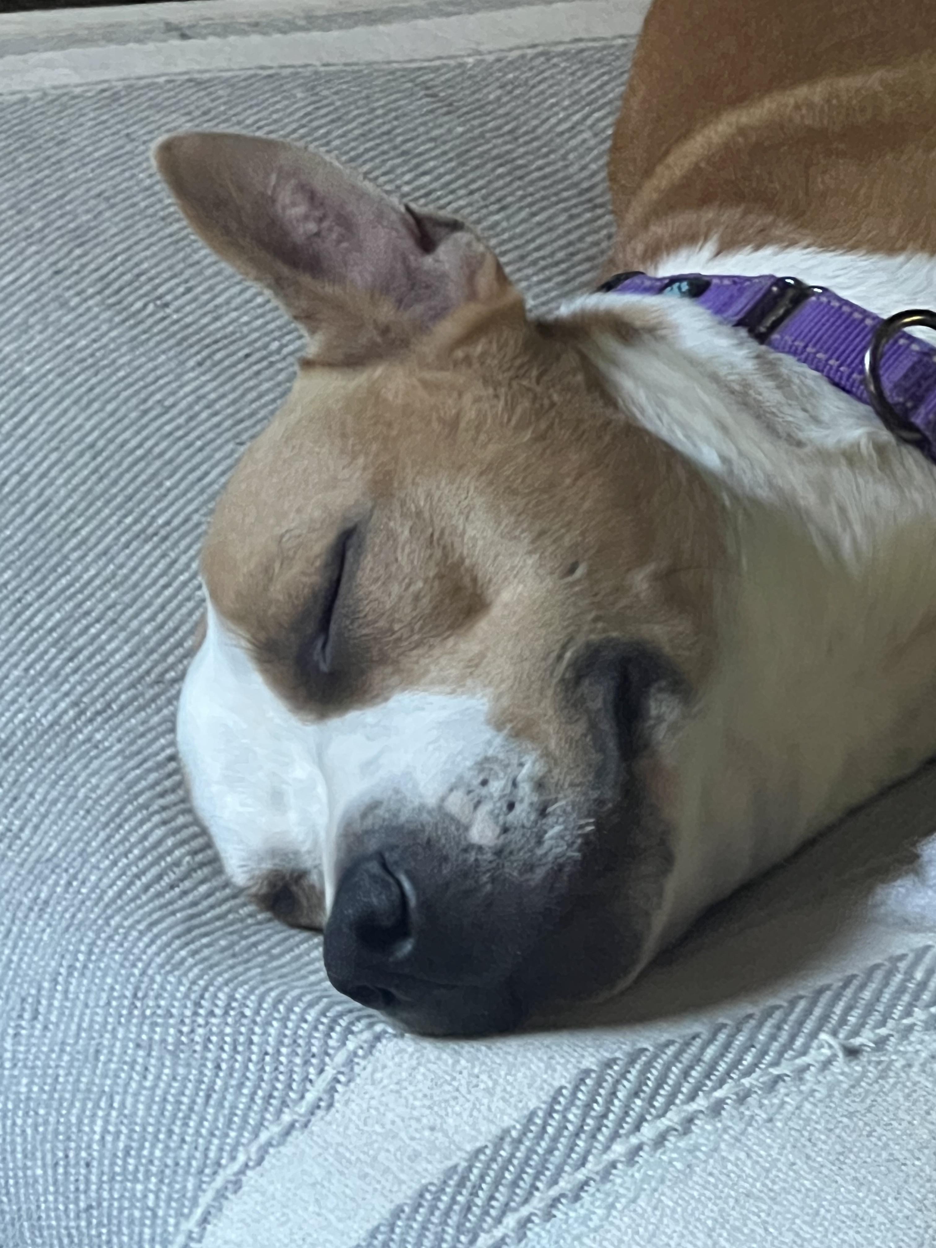 Enlarge Wrigley, a Adoptable mixed breed in Tracy, CA image 5/6