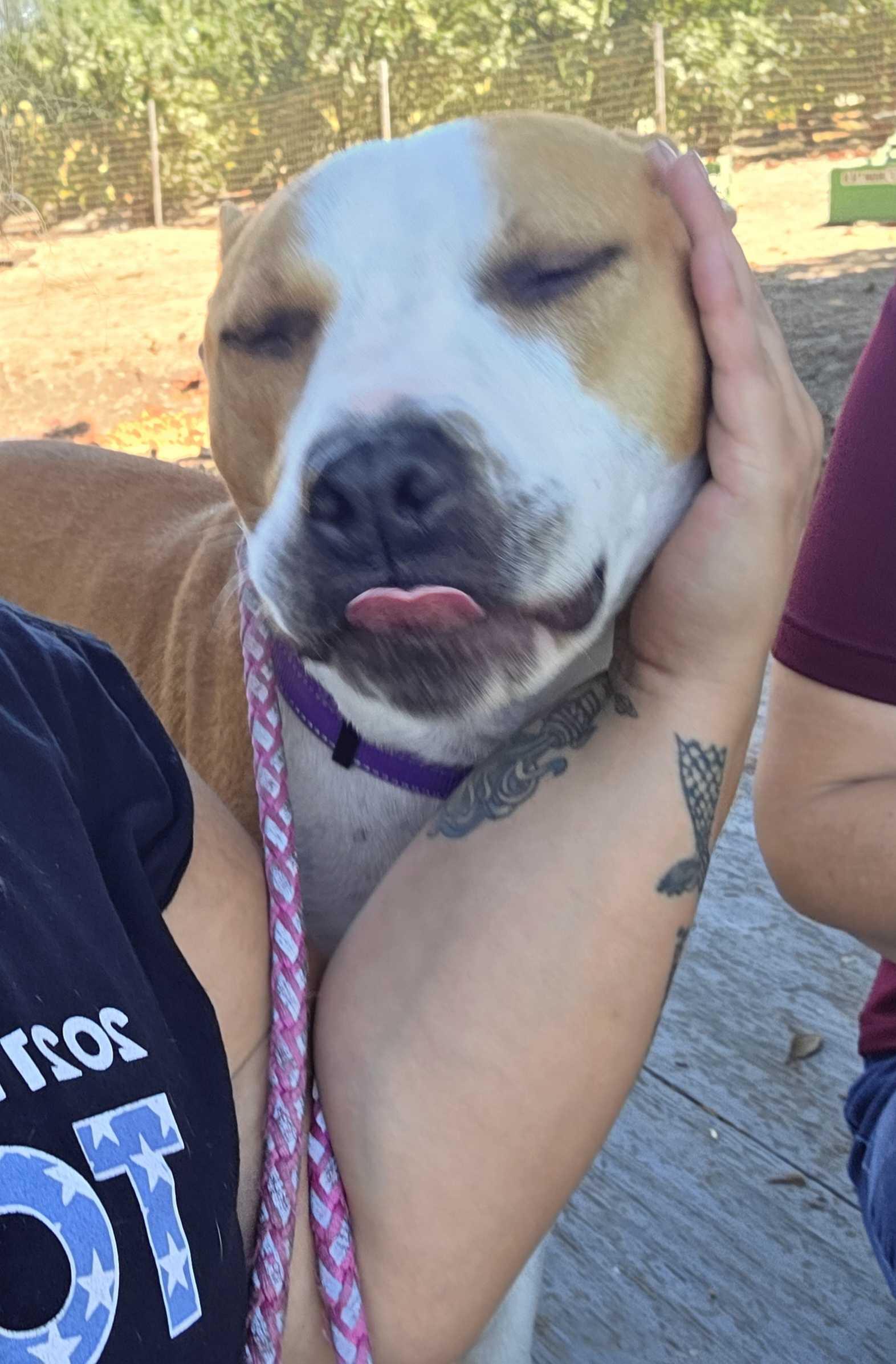 Enlarge Wrigley, a Adoptable mixed breed in Tracy, CA image 6/6