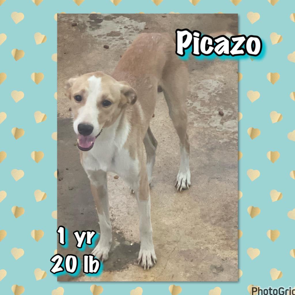 Picazo
