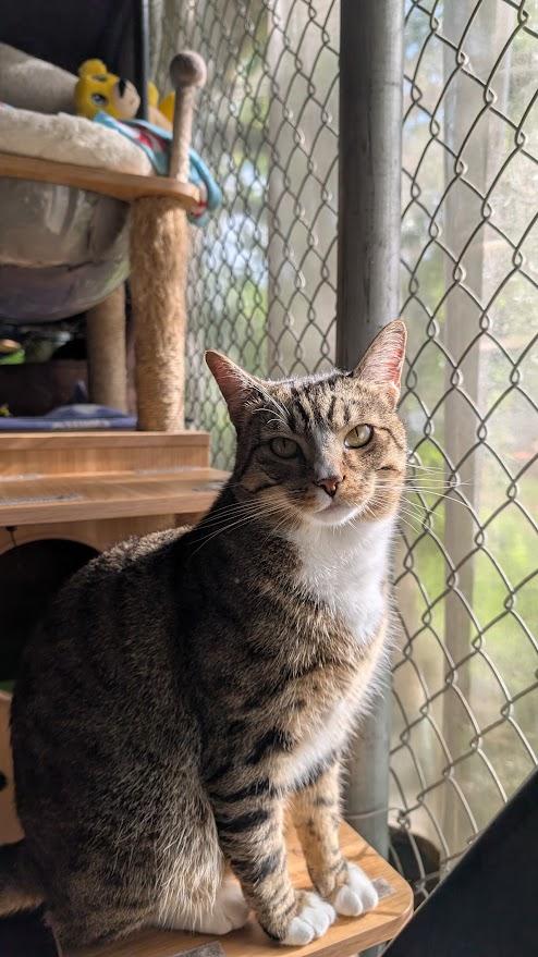 Mark, ADOPTABLE, Young Male Domestic Short Hair.