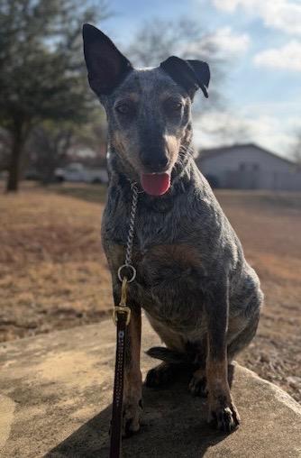 Cooper, Adoptable, Young Male Australian Cattle Dog / Blue Heeler.