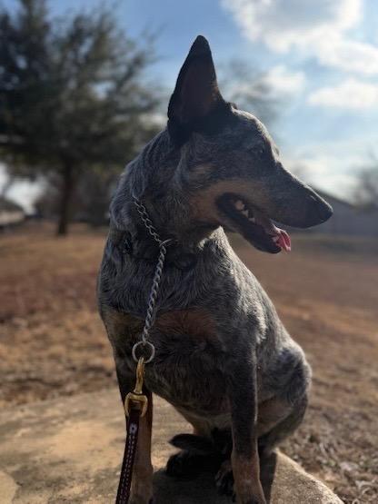 Enlarge Cooper, a Adoptable Australian Cattle Dog / Blue Heeler in Leander, TX image 2/3
