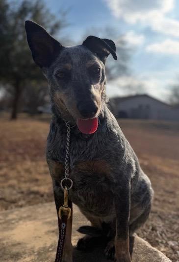 Enlarge Cooper, a Adoptable Australian Cattle Dog / Blue Heeler in Leander, TX image 3/3