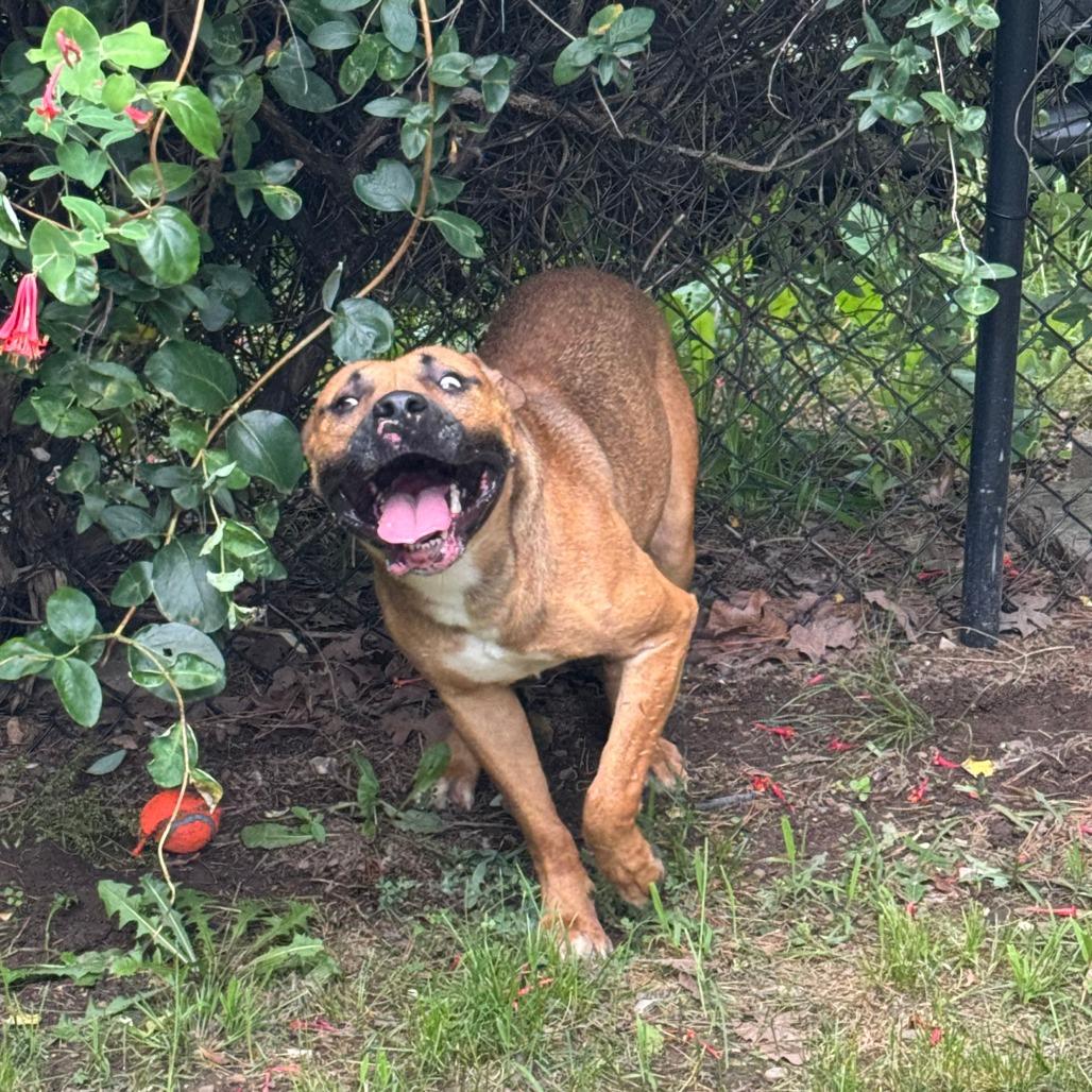 Max, Adoptable, Adult Male Pit Bull Terrier & Mixed Breed.