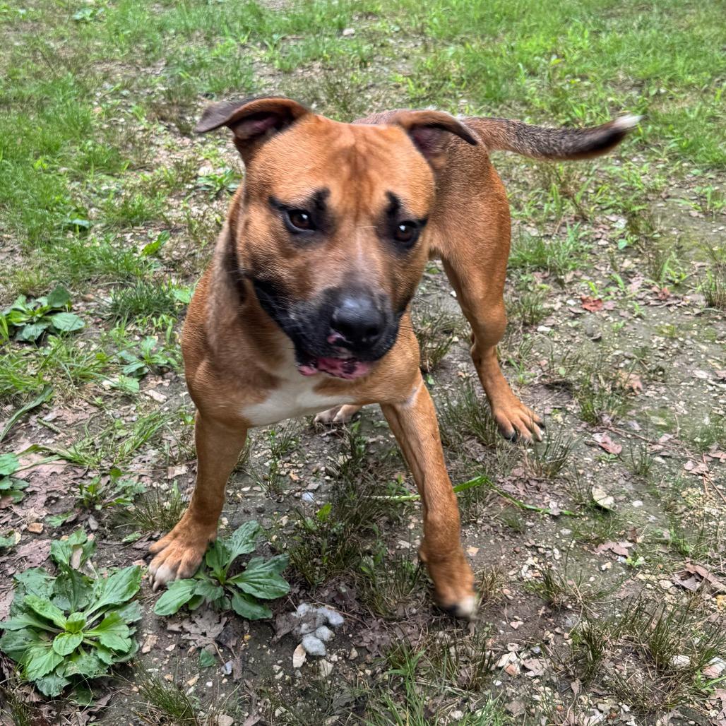 Max, a Adoptable mixed breed in Eureka Springs, AR image 2/6