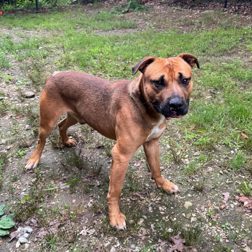 Max, a Adoptable mixed breed in Eureka Springs, AR image 3/6