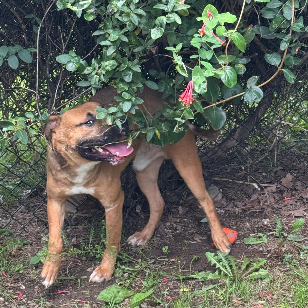Max, a Adoptable mixed breed in Eureka Springs, AR image 4/6