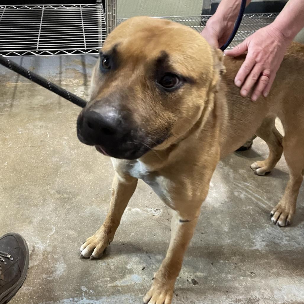 Max, a Adoptable mixed breed in Eureka Springs, AR image 5/6