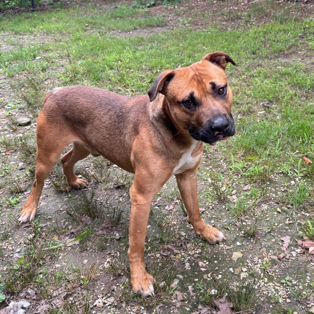 Max, a Adoptable mixed breed in Eureka Springs, AR image 6/6