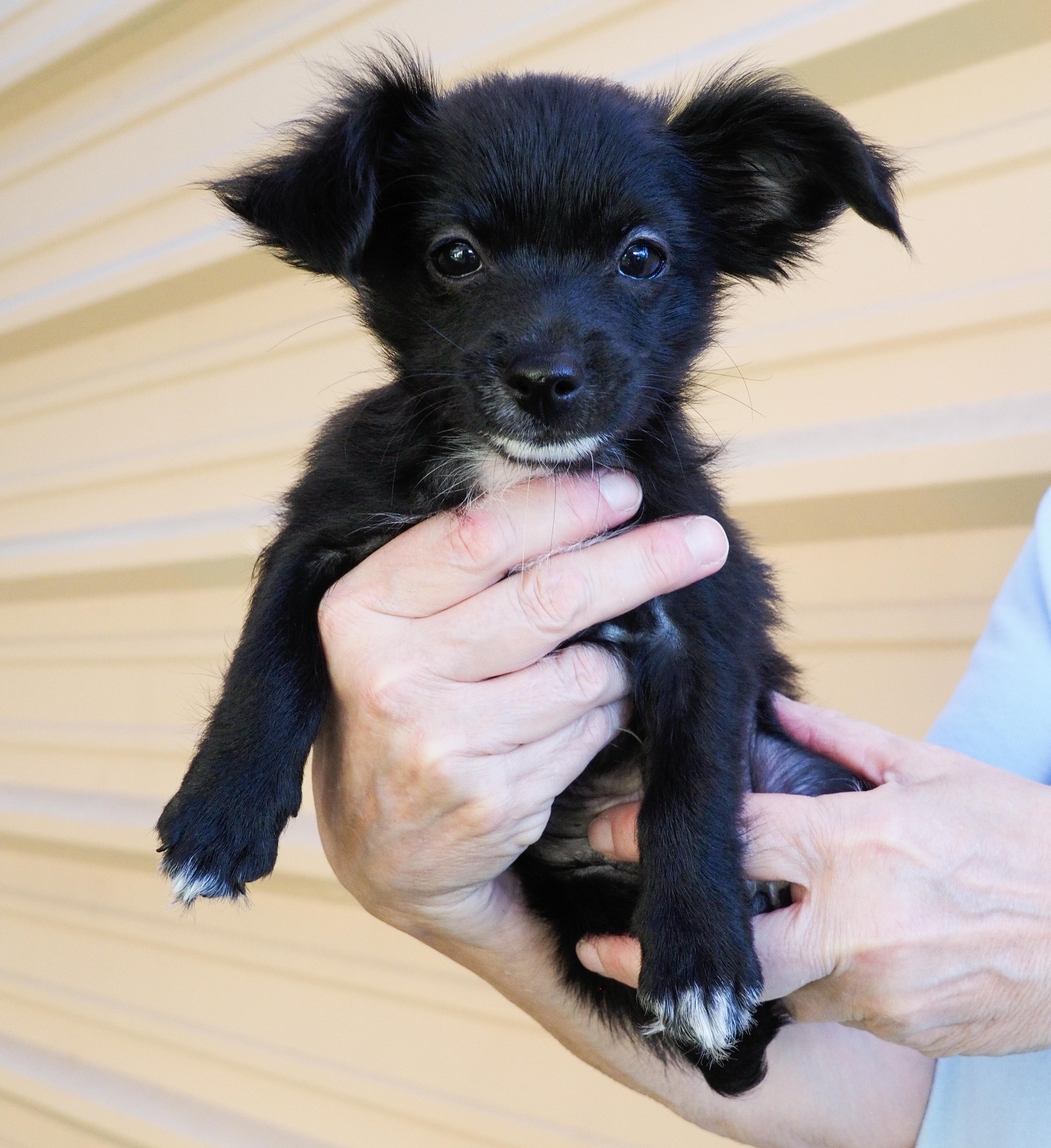Oriole, an adoptable mixed breed in PHOENIX, AZ image 3/4