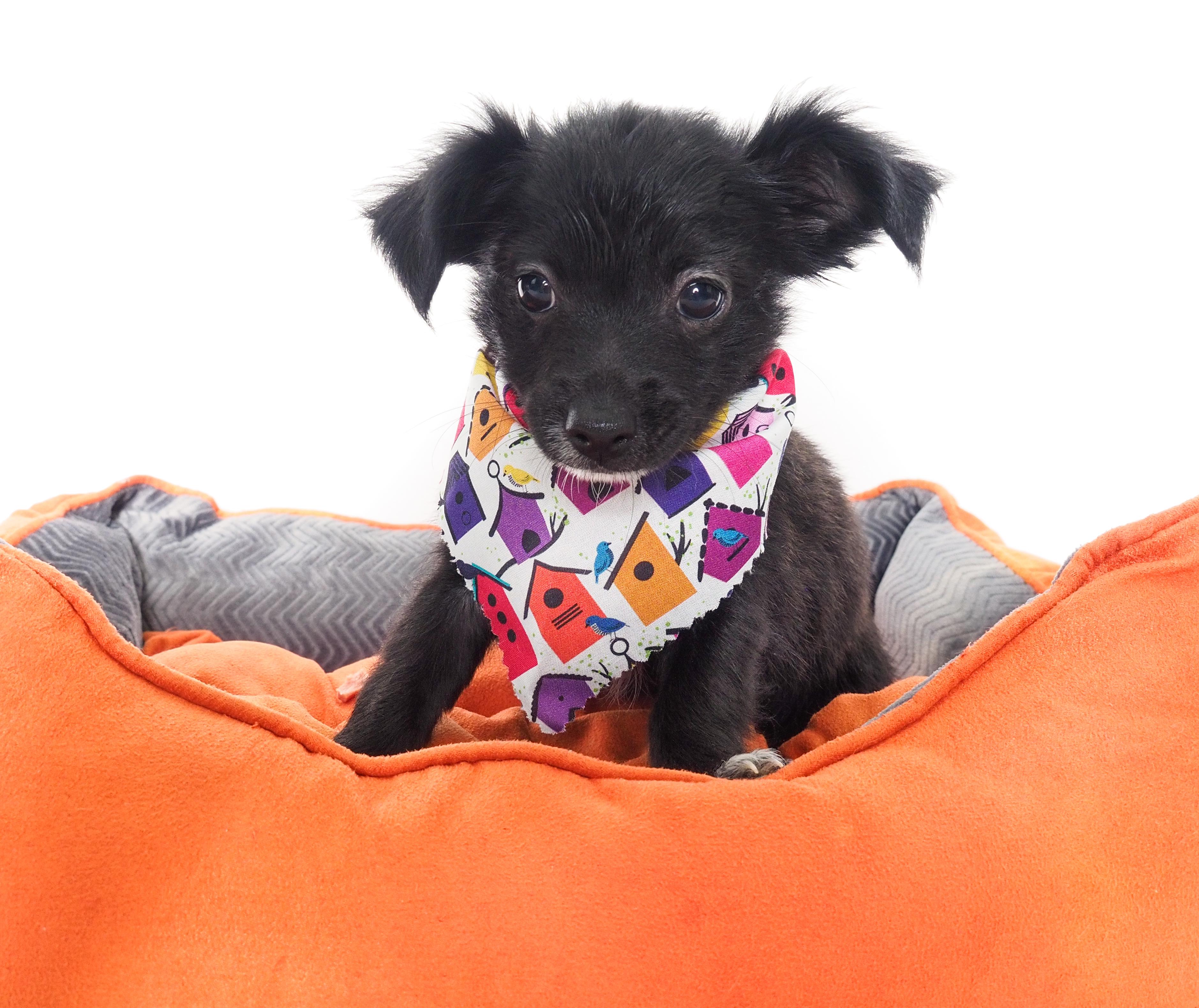 Oriole, adoptable, Puppy Male Chihuahua.