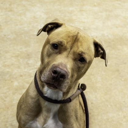 MailBox - IN FOSTER, Adoptable, Senior Male Mixed Breed & Mixed Breed.