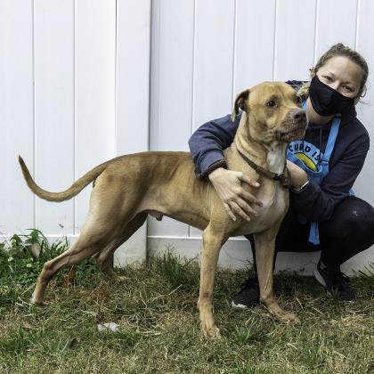 Enlarge MailBox - IN FOSTER, a Adoptable Mixed Breed in Atlanta, GA image 2/3