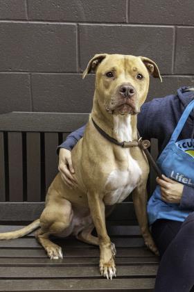 Enlarge MailBox - IN FOSTER, a Adoptable Mixed Breed in Atlanta, GA image 3/3