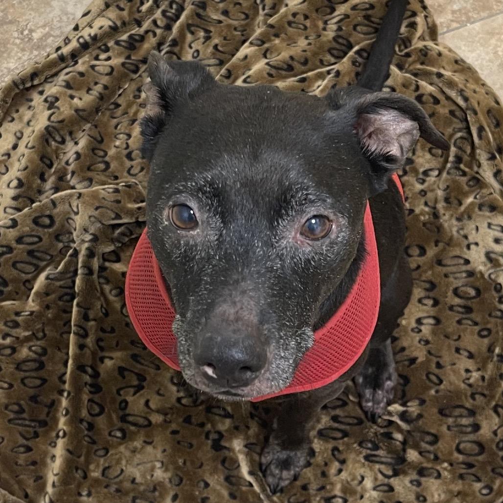 Enlarge Buddy, a Adoptable mixed breed in Tulsa, OK image 1/2