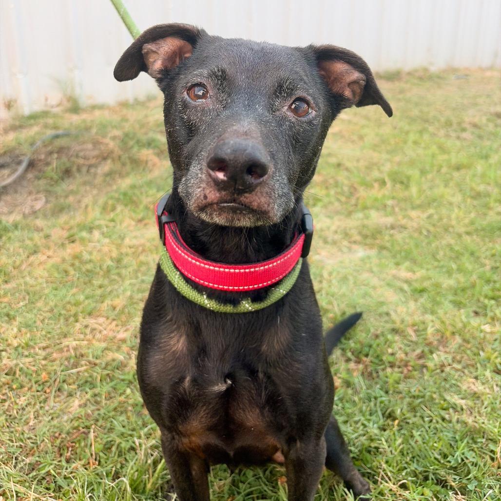 Enlarge Buddy, a Adoptable mixed breed in Tulsa, OK image 2/2