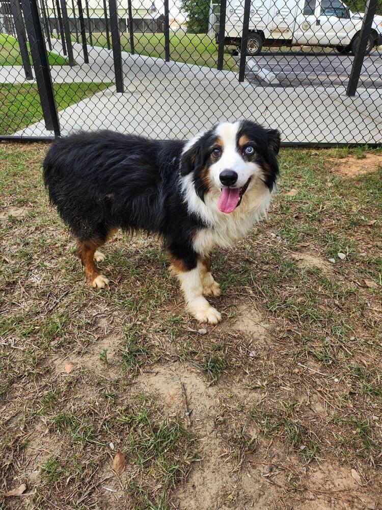 Dylan FL, Adoptable, Senior Male Australian Shepherd.