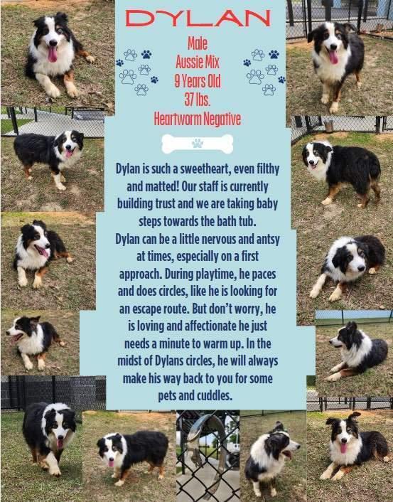 Dylan FL, a Adoptable Australian Shepherd in Orlando, FL image 2/2