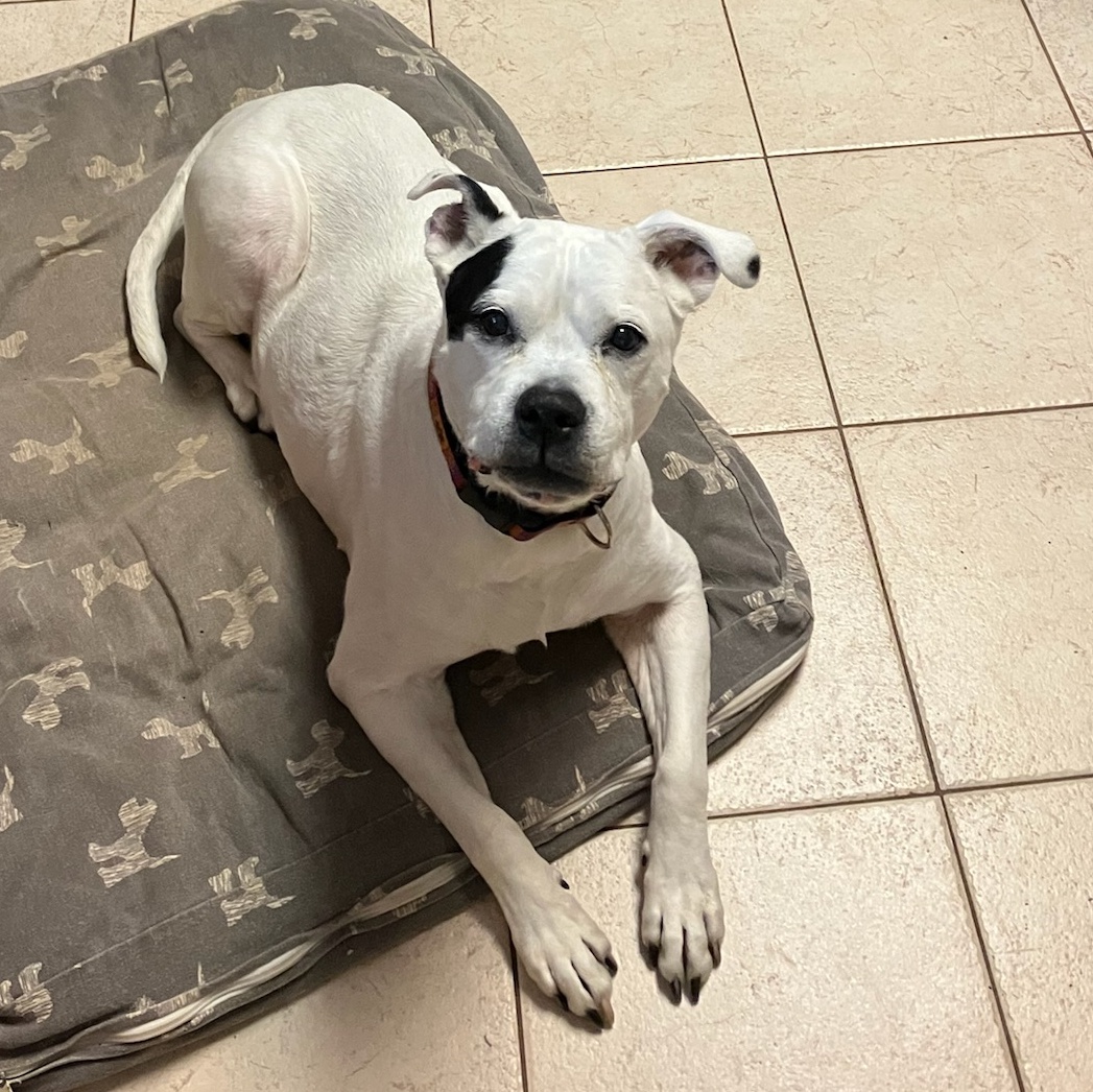 A very special senior, Princess, a Adopted Mixed Breed in Pottstown, PA image 6/6