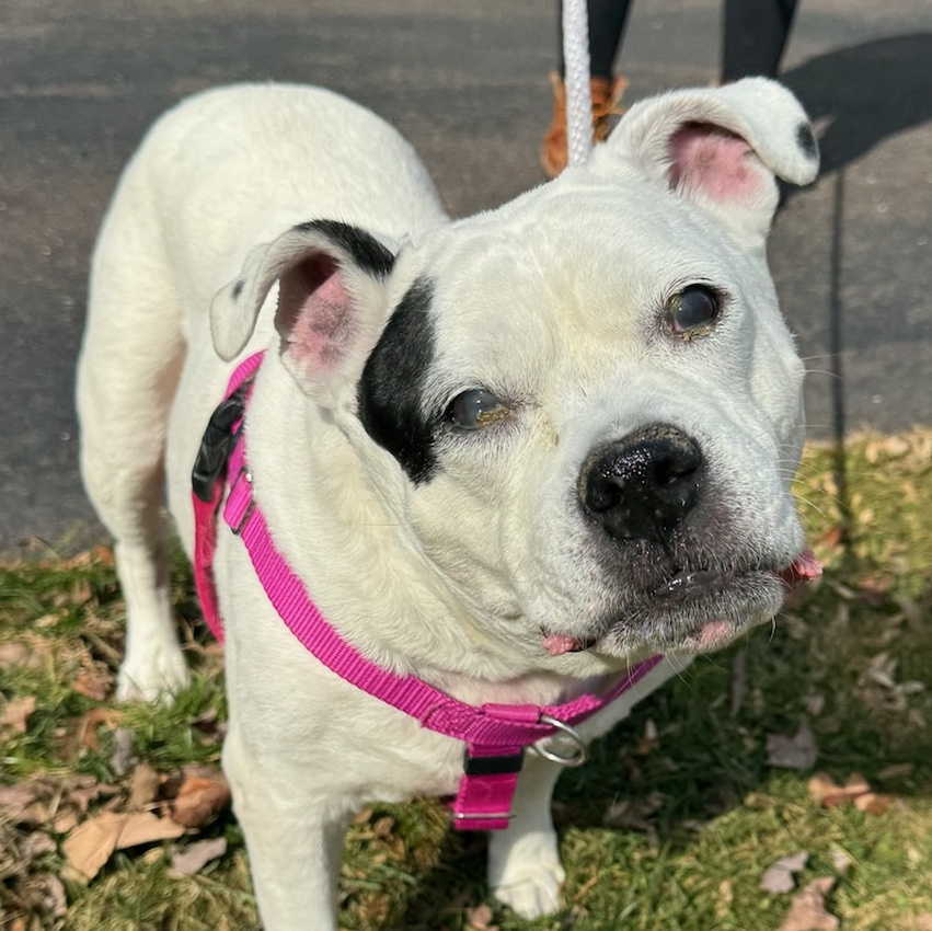 A very special senior, Princess, a Adopted Mixed Breed in Pottstown, PA image 1/6