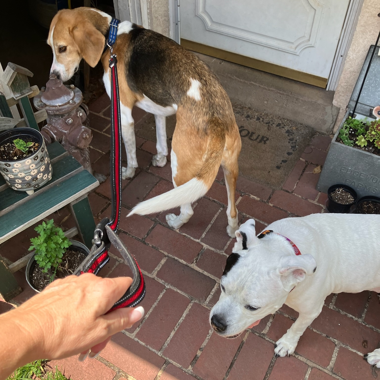 A very special senior, Princess, a Adopted Mixed Breed in Pottstown, PA image 5/6