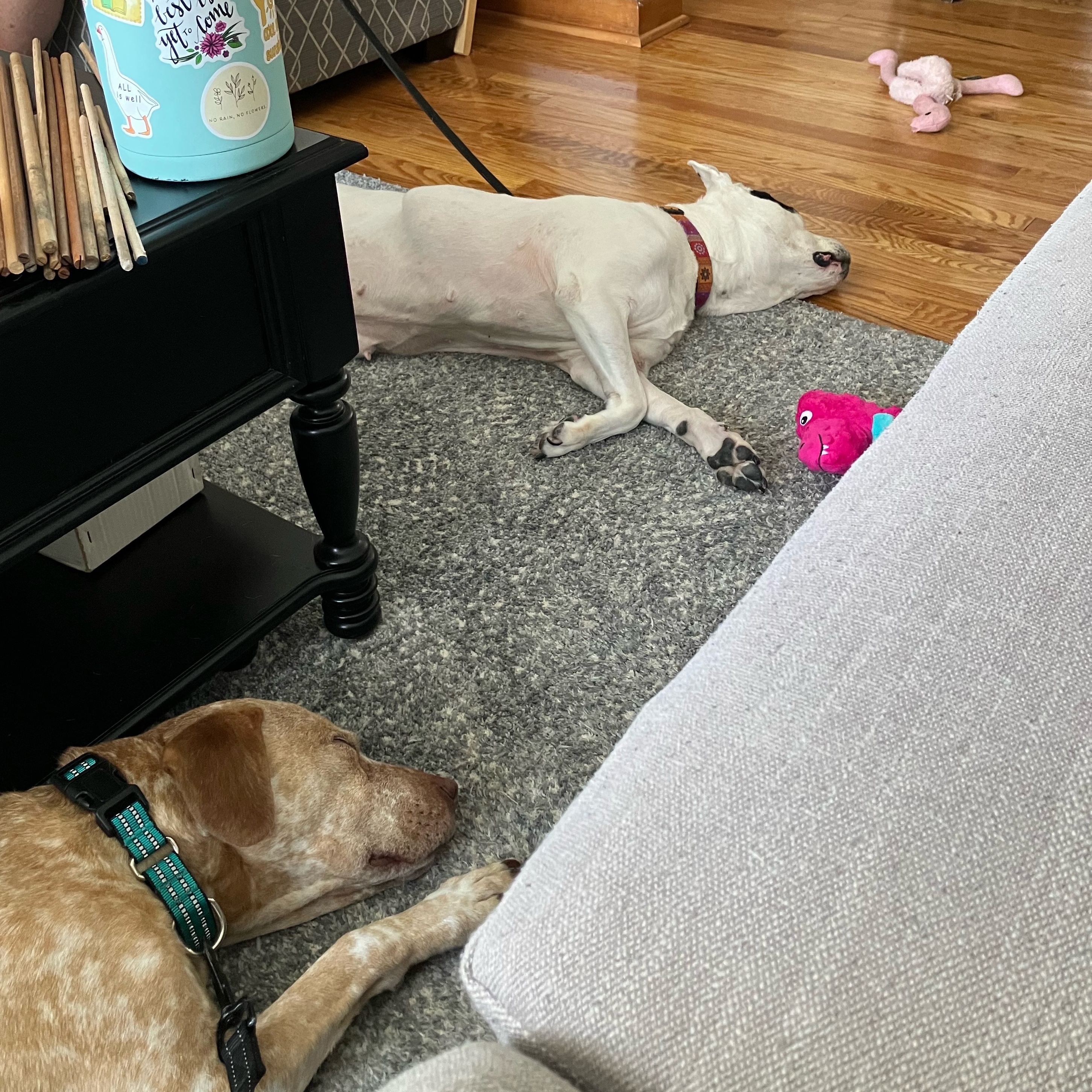 A very special senior, Princess, a Adopted Mixed Breed in Pottstown, PA image 2/6