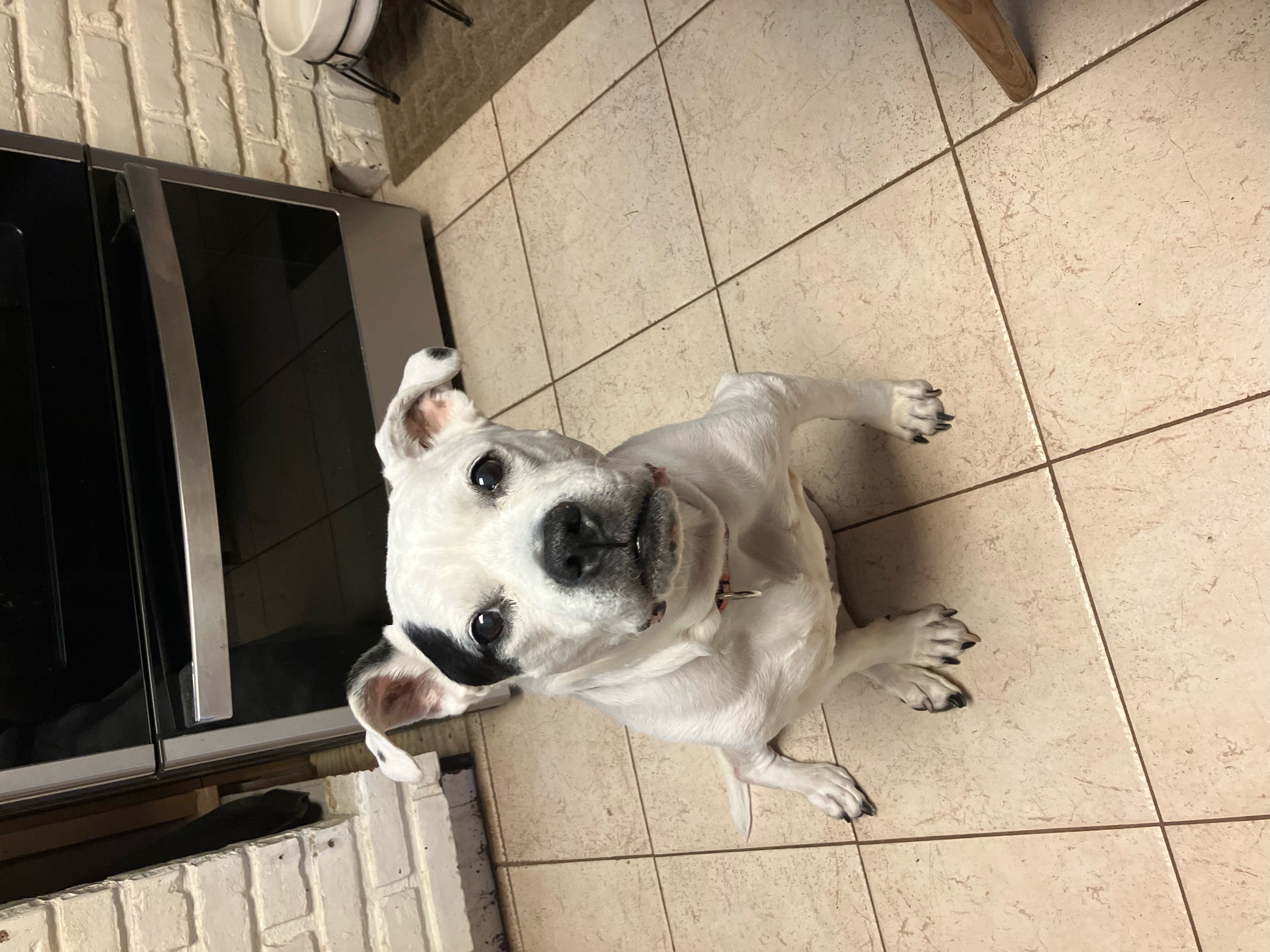 A very special senior, Princess, a Adopted Mixed Breed in Pottstown, PA image 3/6