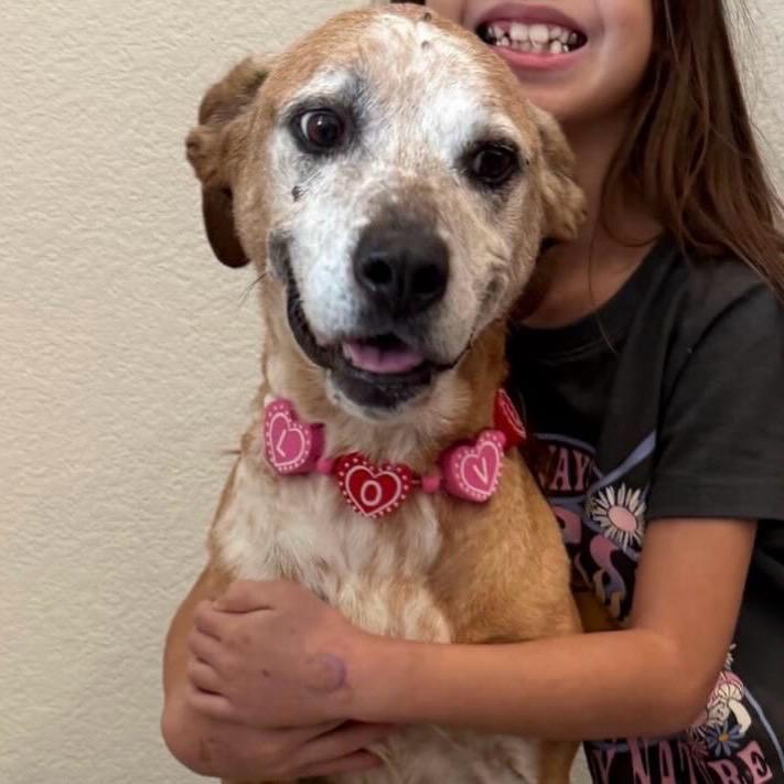 Dakota, ADOPTABLE, Senior Female Boxer.