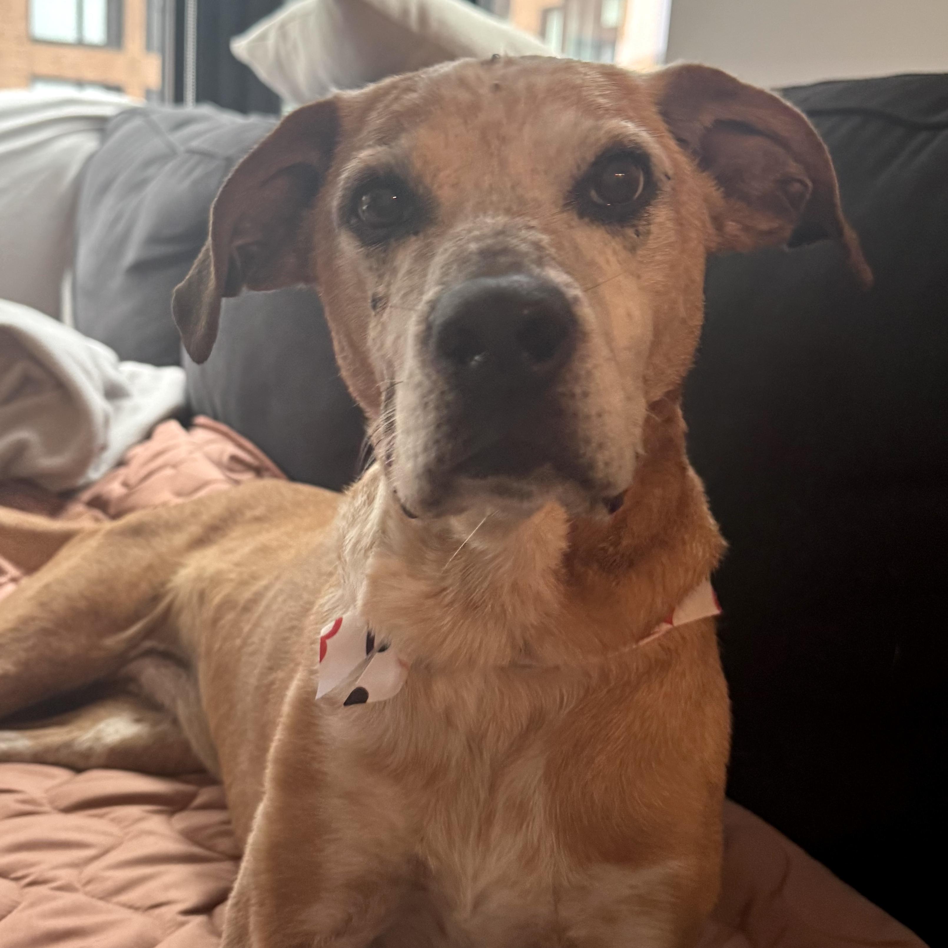 Enlarge Dakota, a ADOPTABLE mixed breed in Brooklyn, NY image 2/6