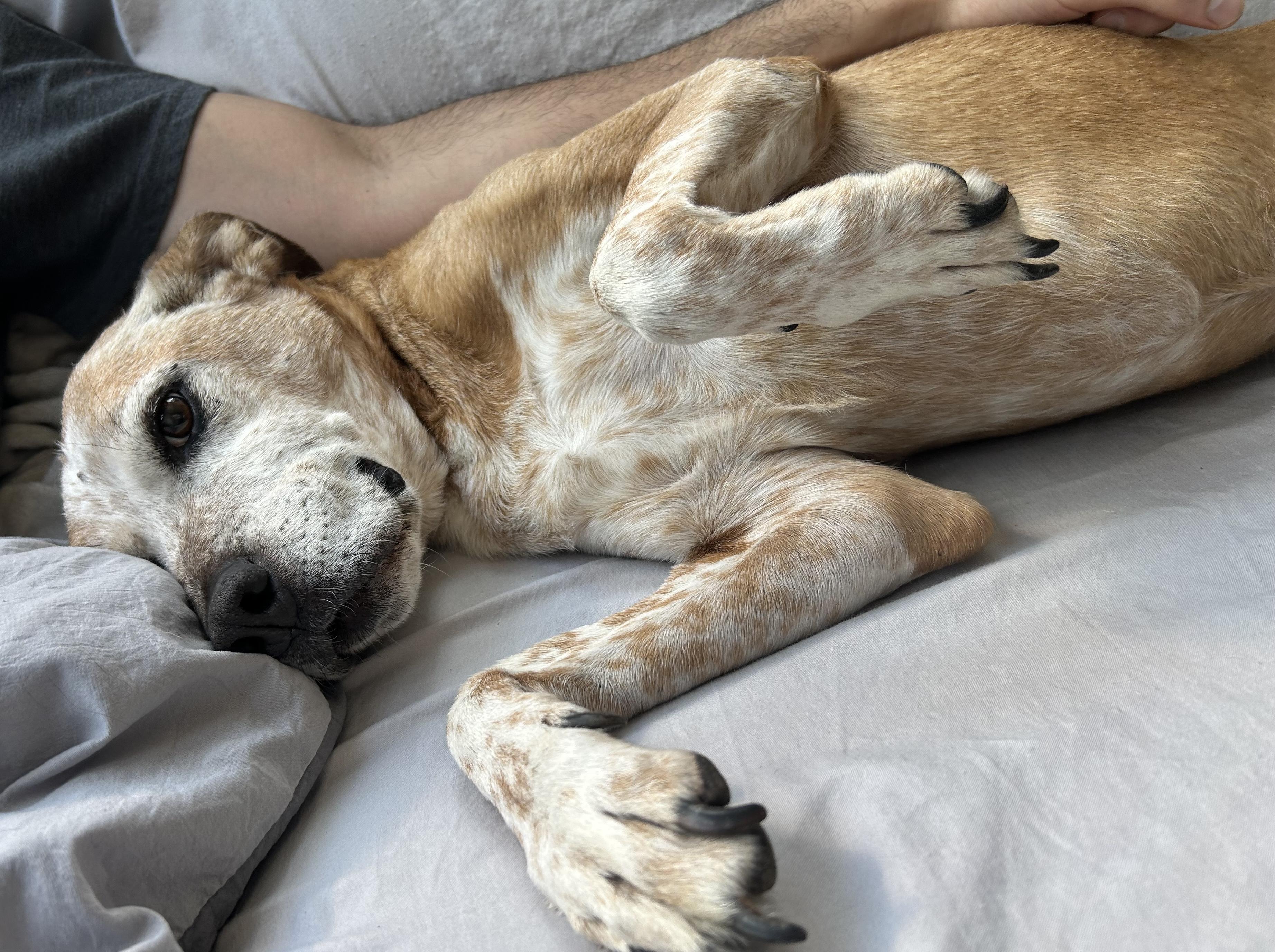 Enlarge Dakota, a ADOPTABLE mixed breed in Brooklyn, NY image 3/6