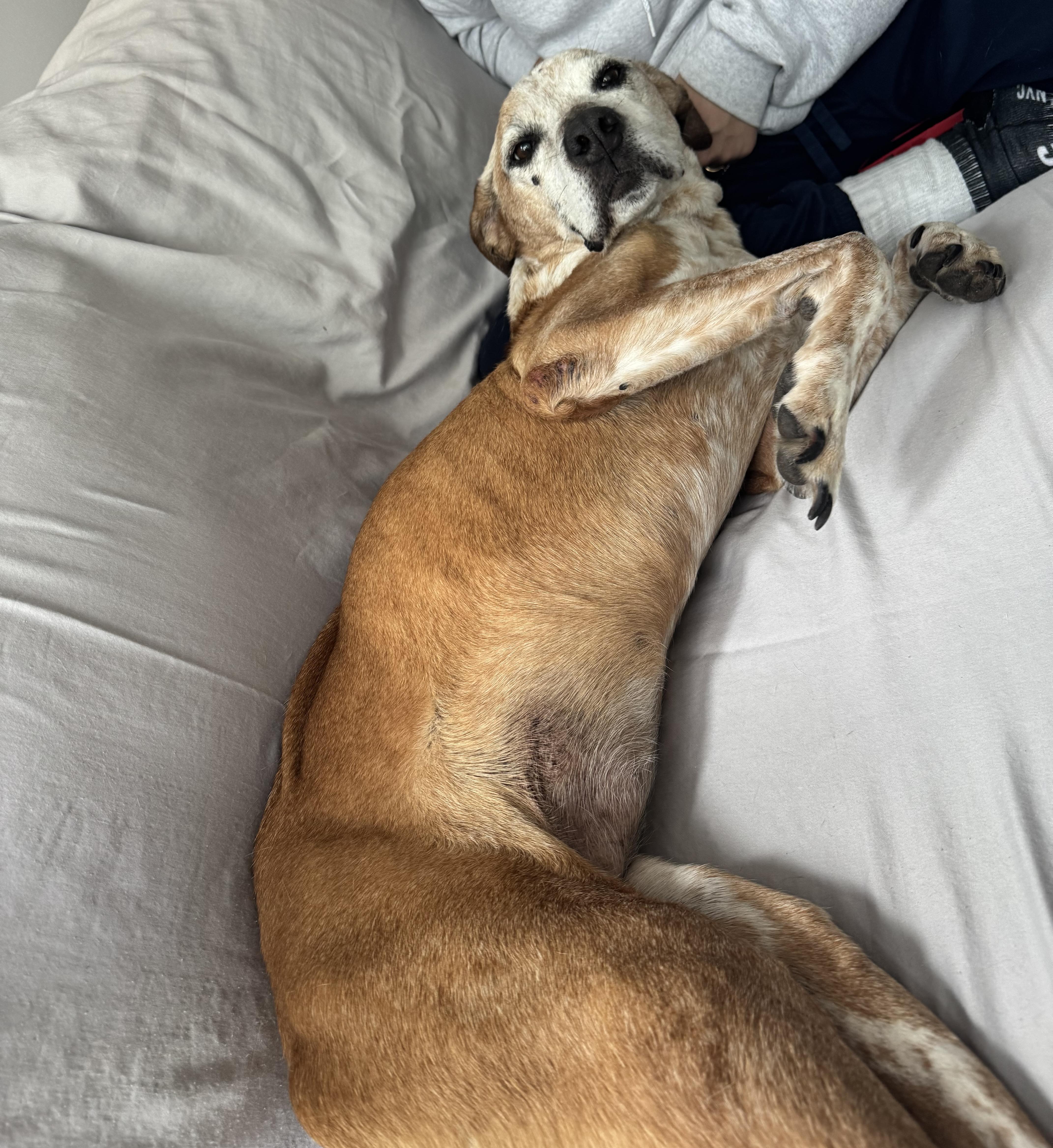 Enlarge Dakota, a ADOPTABLE mixed breed in Brooklyn, NY image 6/6