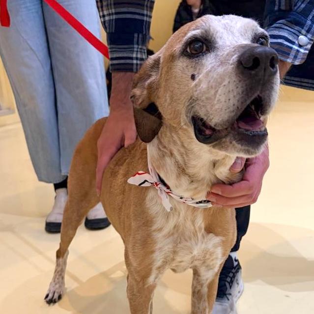 Enlarge Dakota, a ADOPTABLE mixed breed in Brooklyn, NY image 5/6