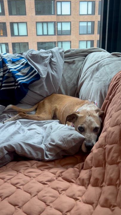 Enlarge Dakota, a ADOPTABLE mixed breed in Brooklyn, NY video 4/6