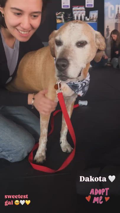 Enlarge Dakota, a ADOPTABLE mixed breed in Brooklyn, NY video 6/6