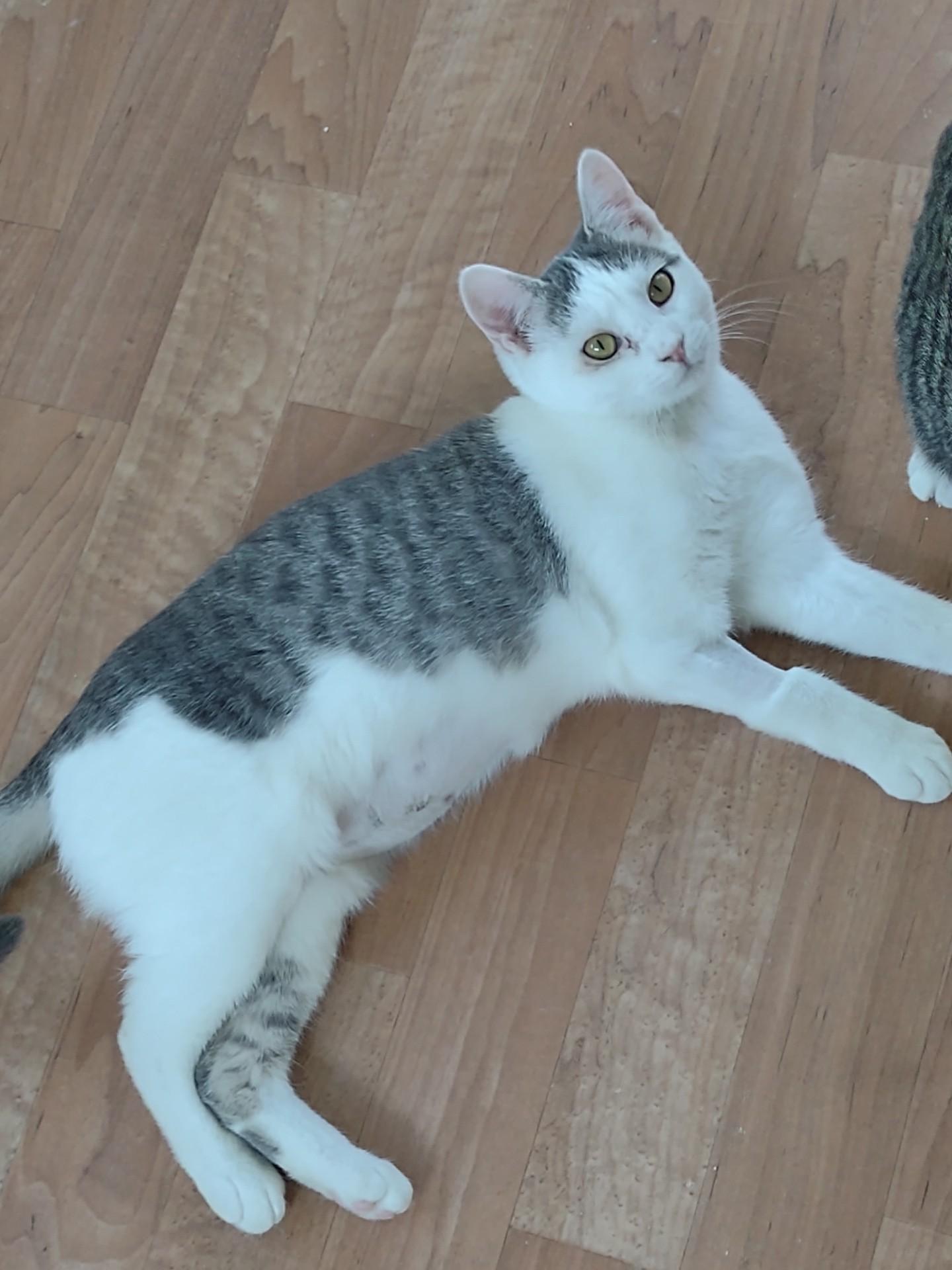 Enlarge Miriya, a Adoptable mixed breed in Montour Falls, NY image 2/2