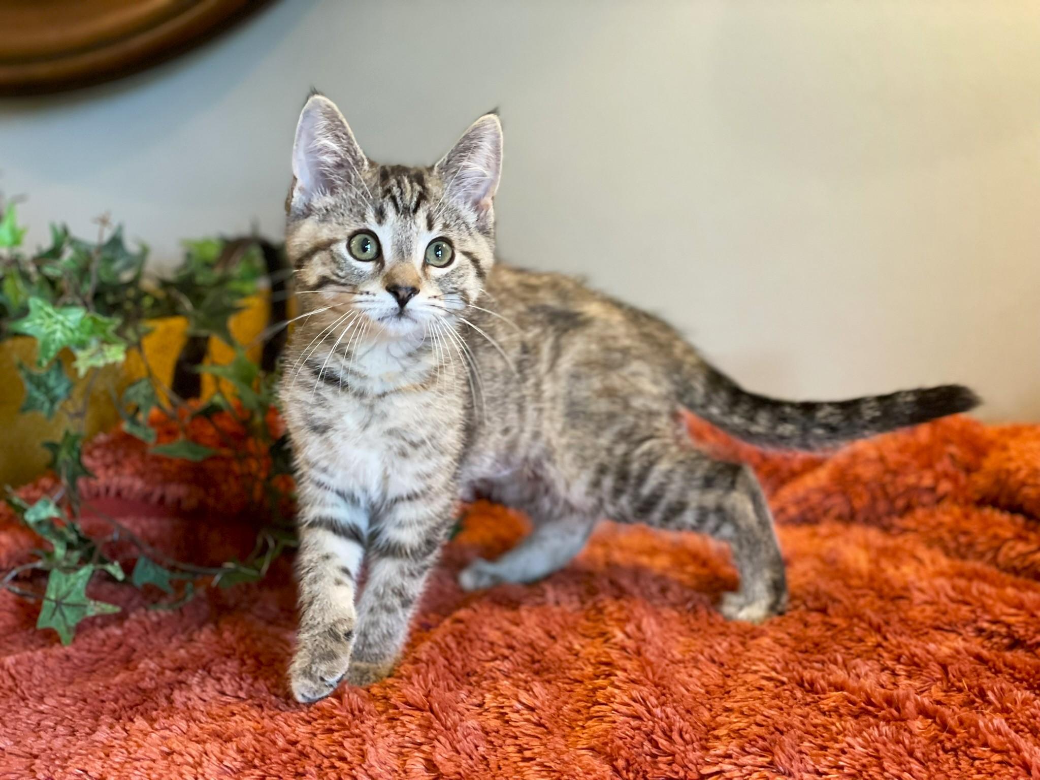Twiggy, ADOPTABLE, Kitten Female Tabby.
