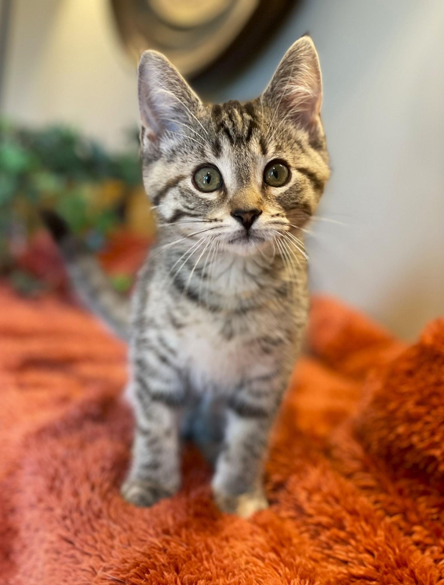 Enlarge Twiggy, a ADOPTABLE Tabby in Taylor, MI image 2/5