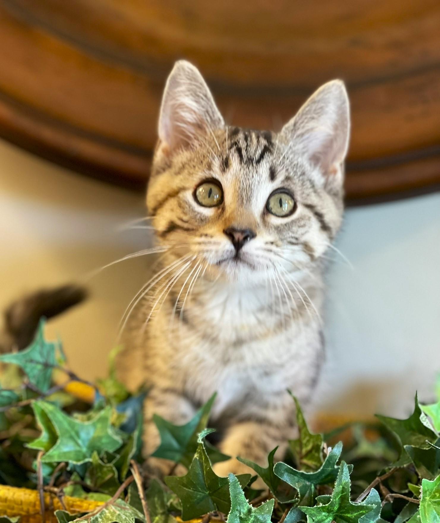 Enlarge Twiggy, a ADOPTABLE Tabby in Taylor, MI image 3/5