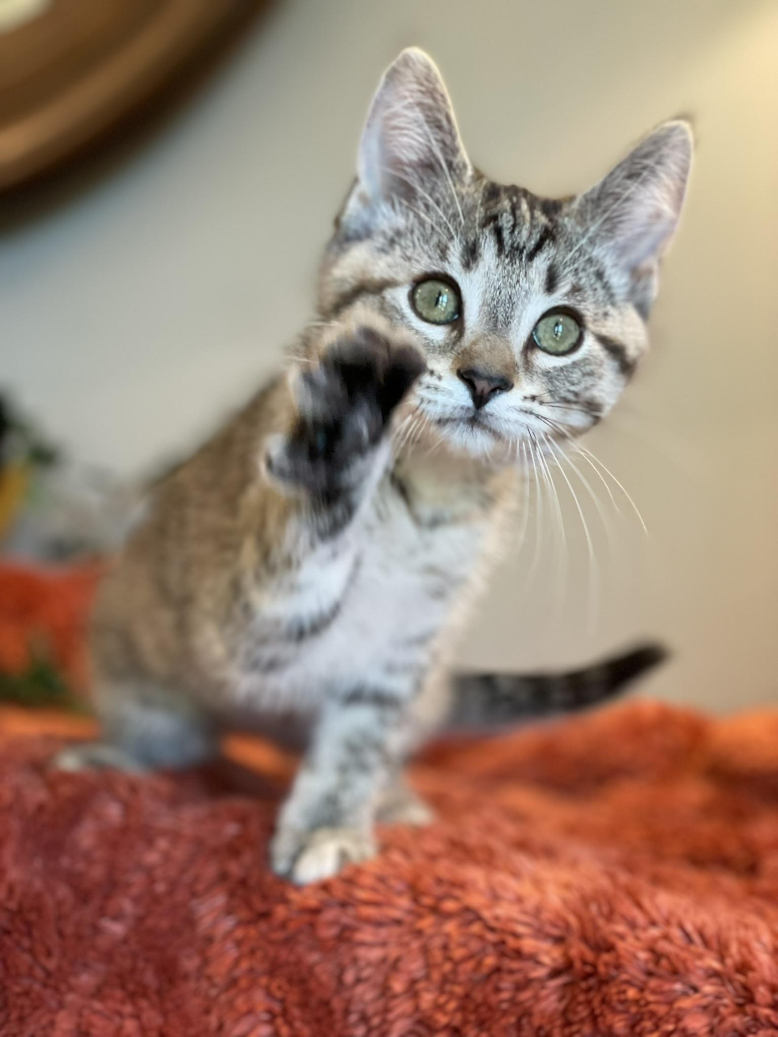 Enlarge Twiggy, a ADOPTABLE Tabby in Taylor, MI image 4/5
