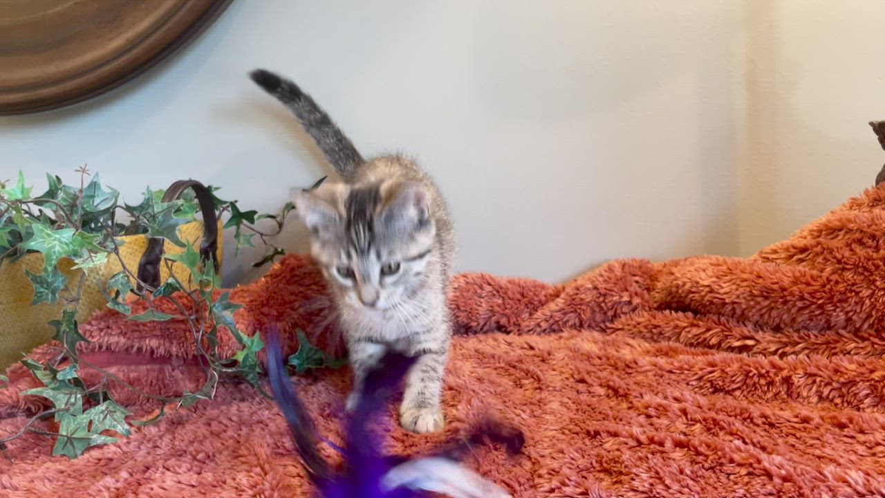 Enlarge Twiggy, a ADOPTABLE Tabby in Taylor, MI video 5/5