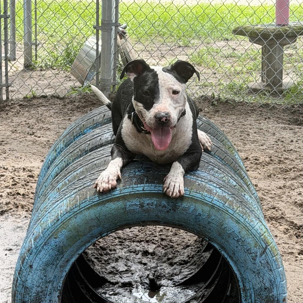 Jimbo 28268, Adoptable, Adult Male Mixed Breed.