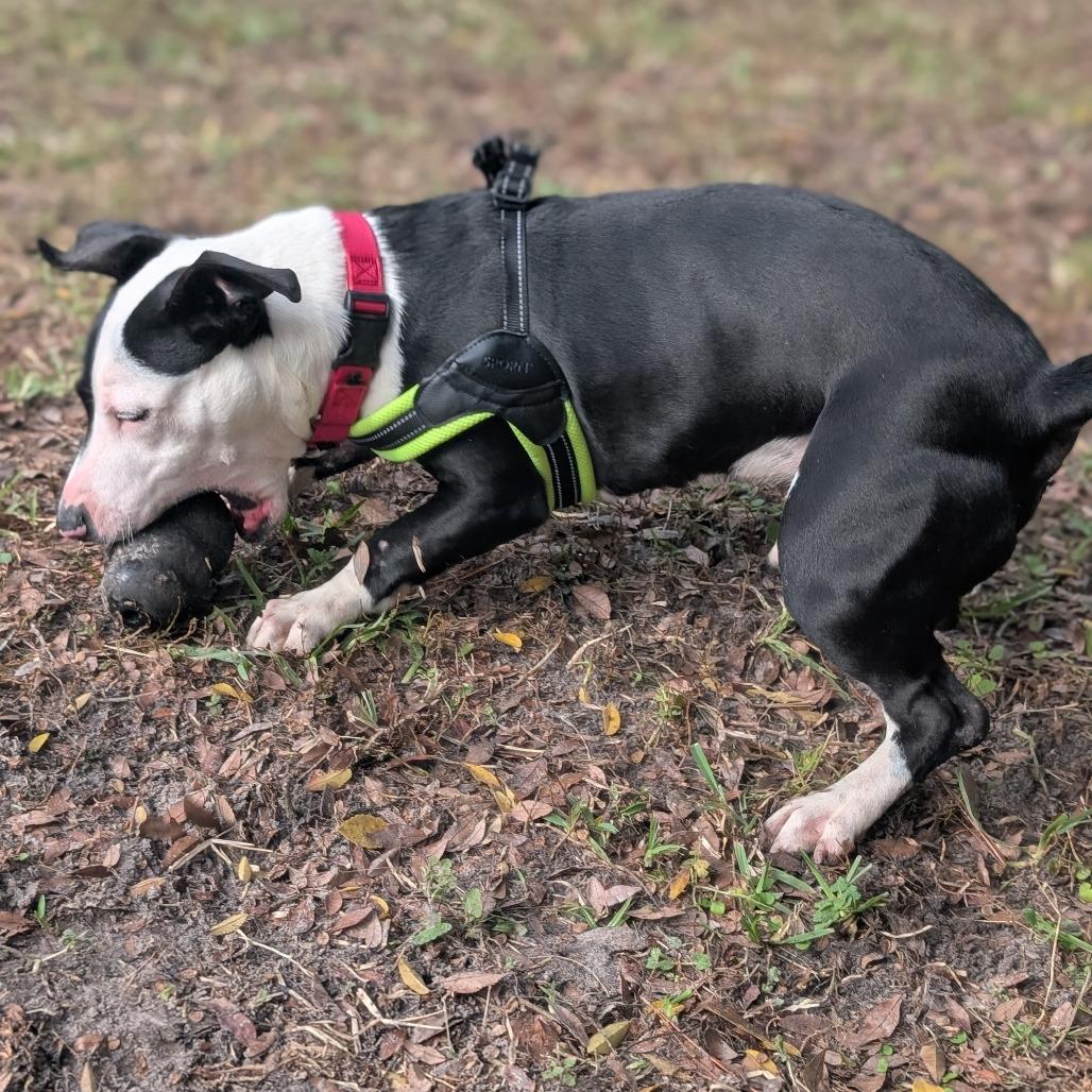 Enlarge Jimbo 28268, a Adoptable Mixed Breed in Middleburg, FL image 2/4